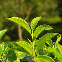 Green Tea - ZenCortex Ingredient